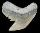 Fossil Tiger Shark Tooth - Lee Creek (Aurora), NC #47660-1